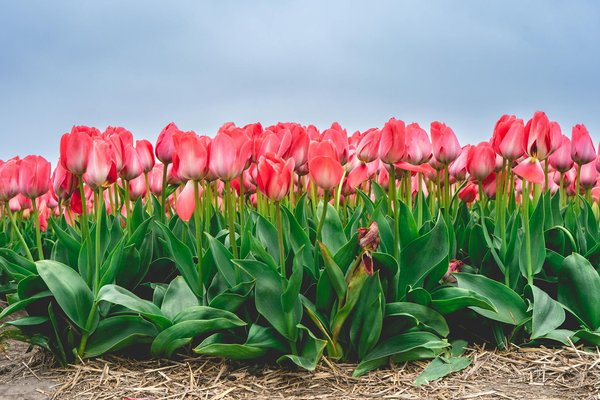 Louez un utilitaire à nantes : conseils et bons plans clés