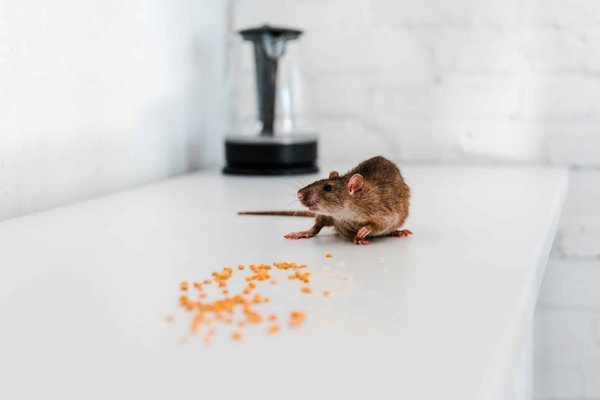 Dératisation à Paris 11 : adieu à tous les rats et souris !